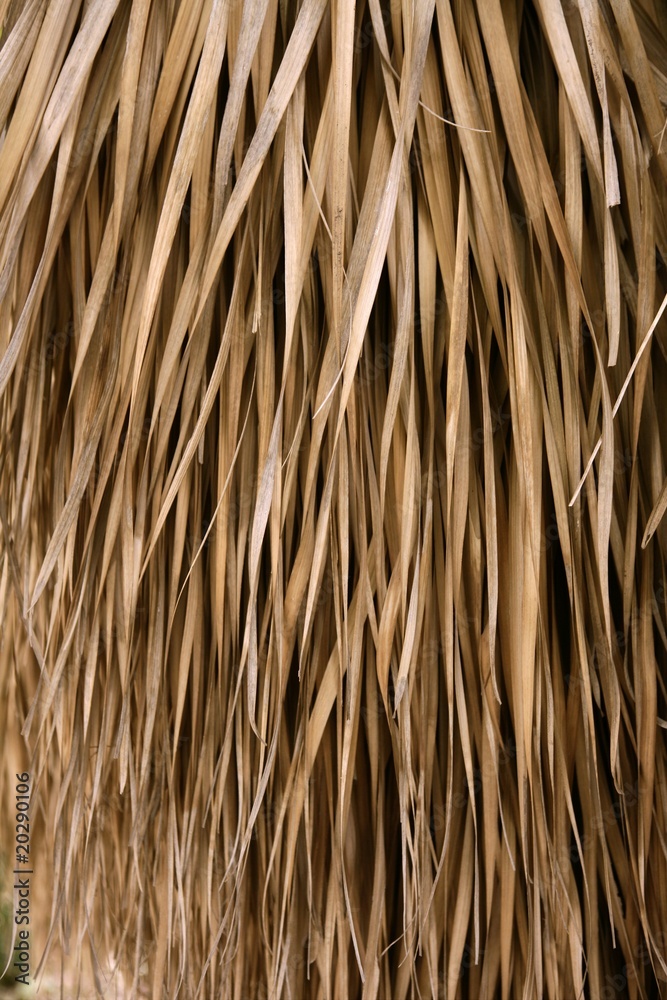 Dried palm tree leaves tropical house roof Dried palm tree leaves tropical house roof