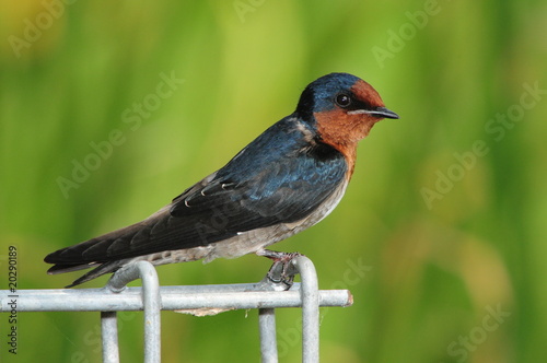 pacific swallow in the parks