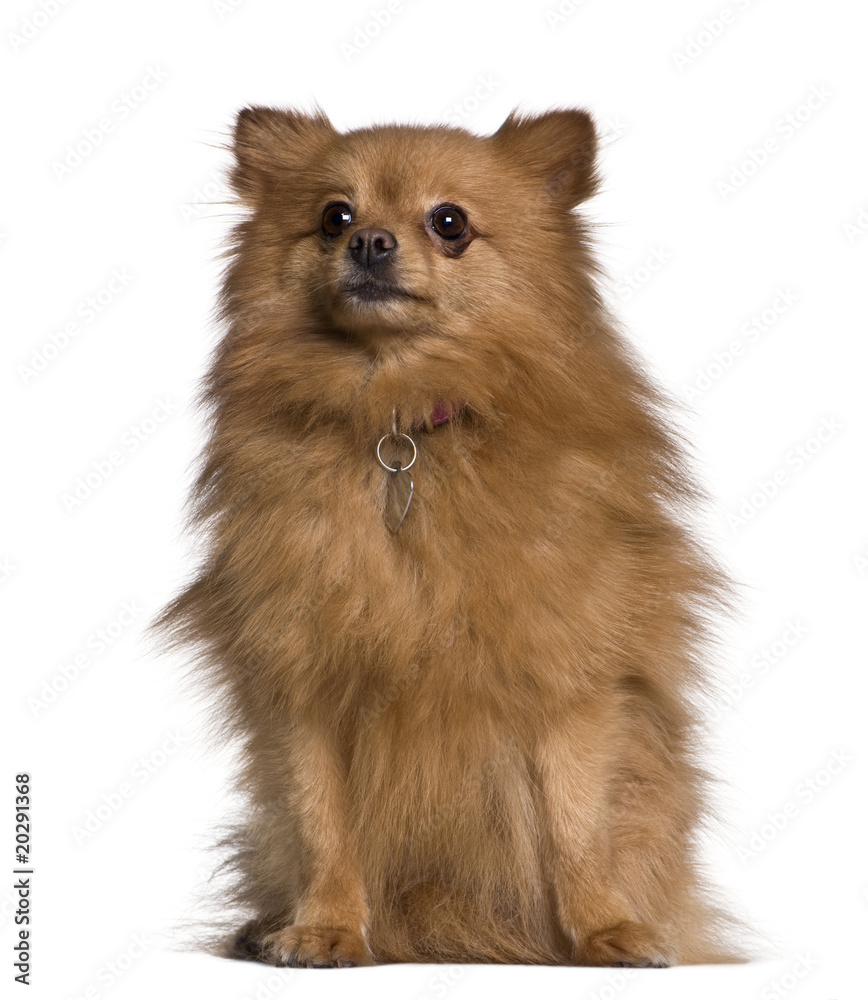 Obraz premium Spitz dog, 3 years old, sitting in front of white background