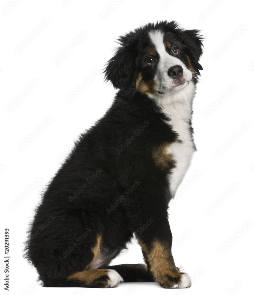 Bernese mountain dog Puppy, sitting in front of white background