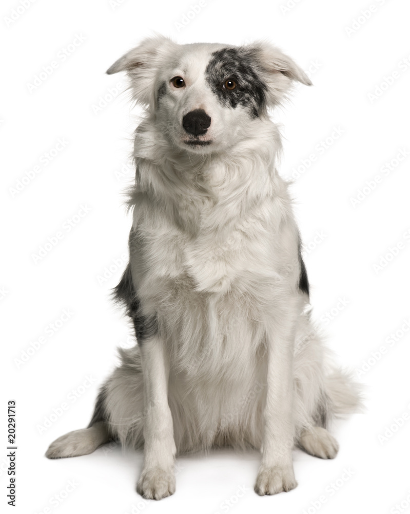 Border collie, sitting in front of white background