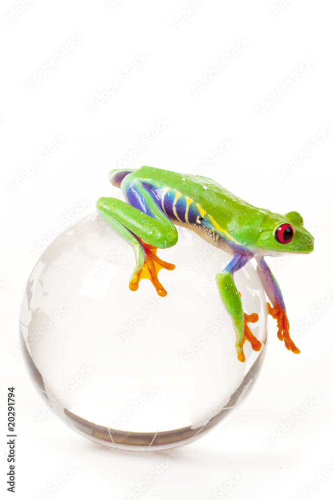 Fototapeta premium Green Frog on glass globe