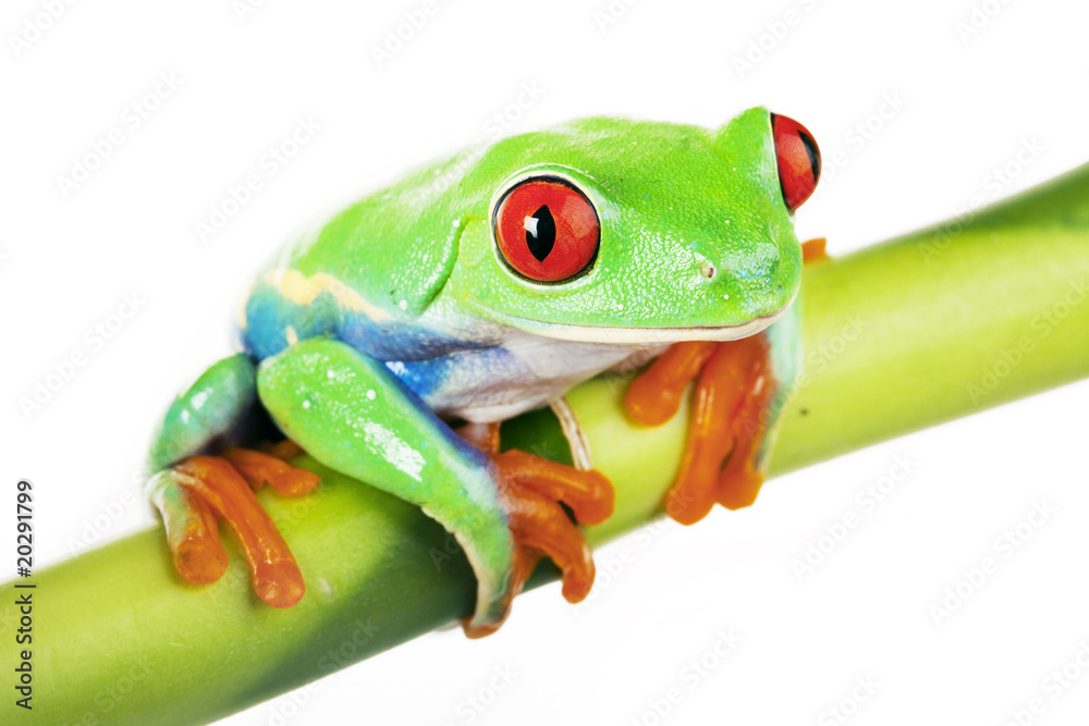 Fototapeta premium Frog on Bamboo