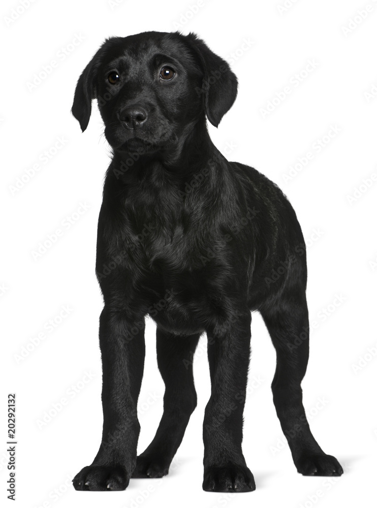 Labrador puppy, standing in front of white background Labrador puppy, standing in front of white background