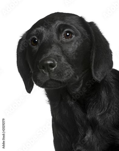 Close-up of Labrador puppy, in front of white background © Eric Isselée