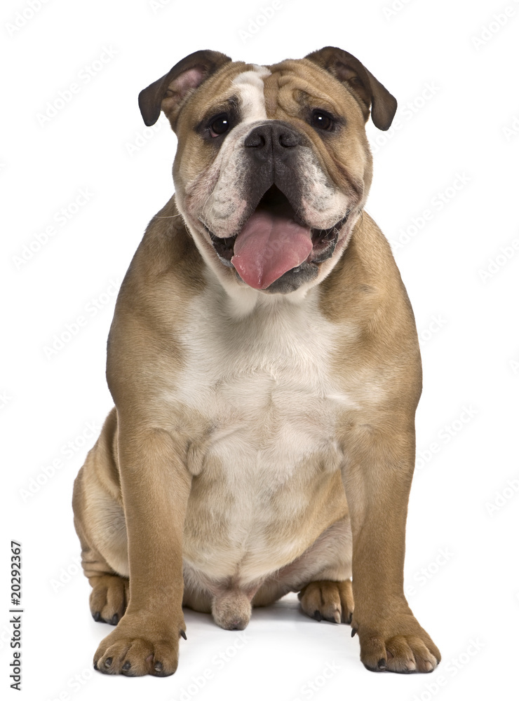 English bulldog, sitting in front of white backgro
