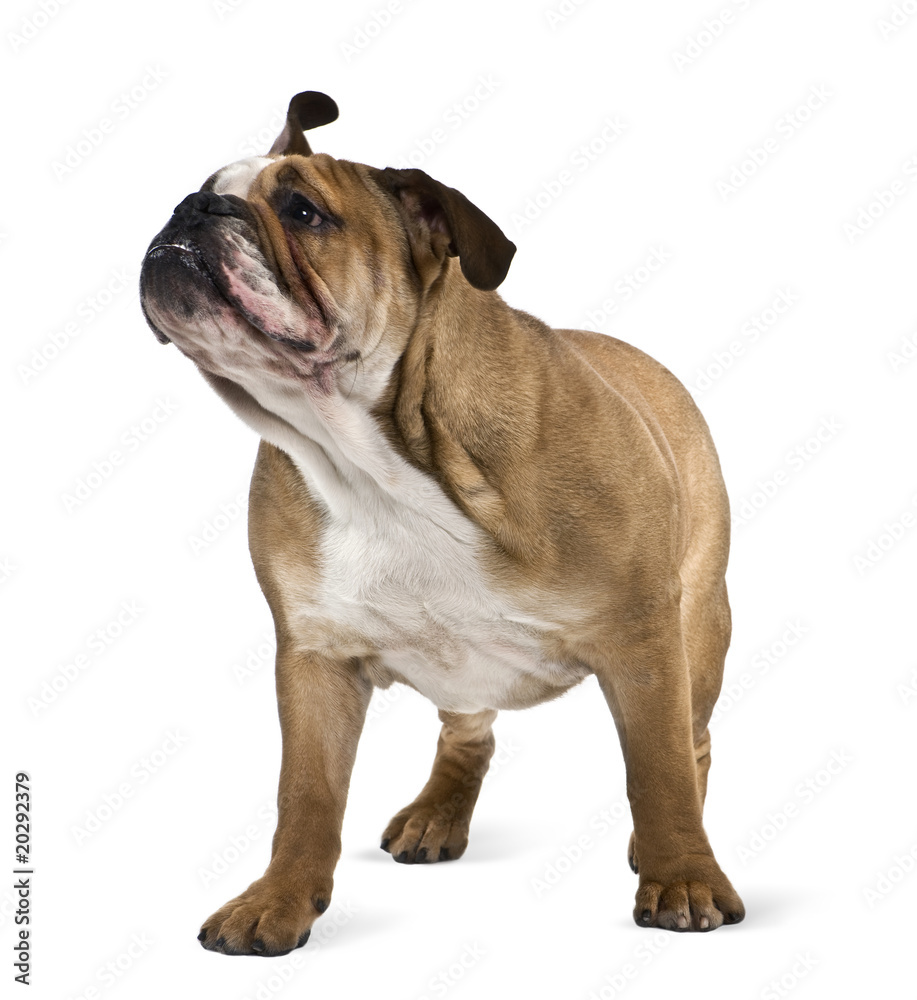Obraz premium English bulldog, standing in front of white background
