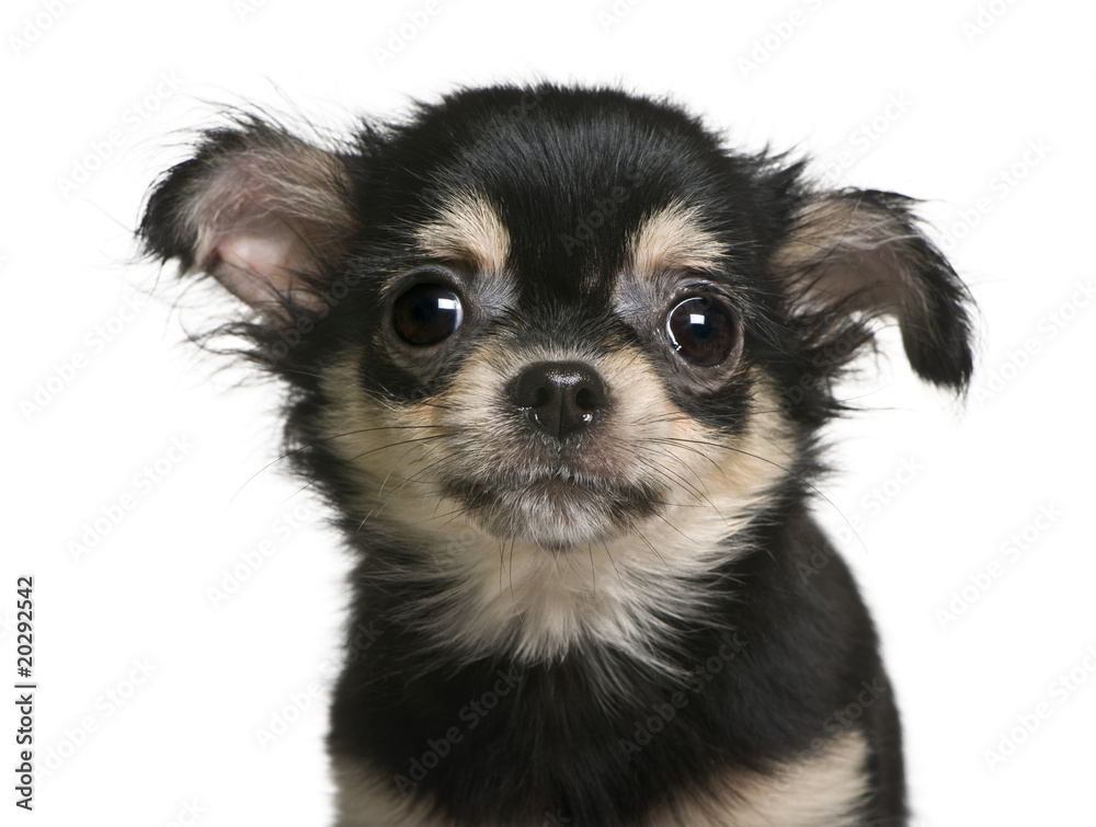 Chihuahua puppy, standing in front of white background