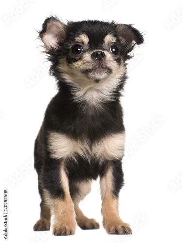 Chihuahua puppy, standing in front of white background © Eric Isselée