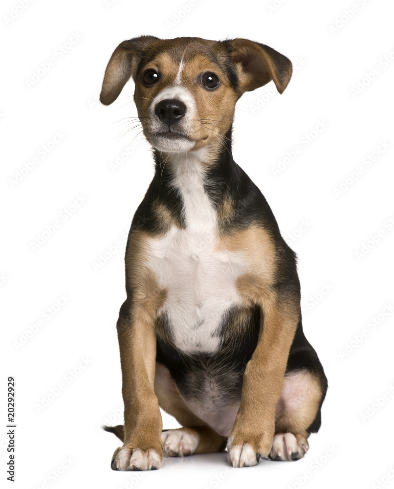 Crossbreed with a Jack Russell and a pincher puppy, sitting