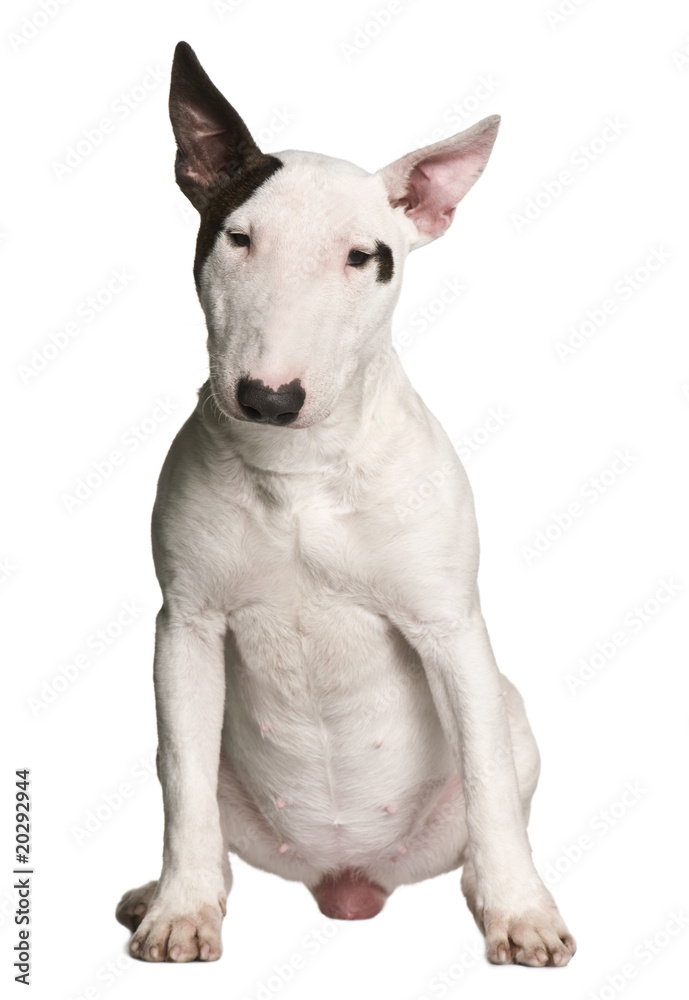 Bull terrier, 9 months old, sitting in front of white background