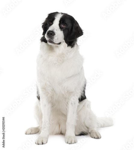 Black and white Landseer dog (2 years old) sitting