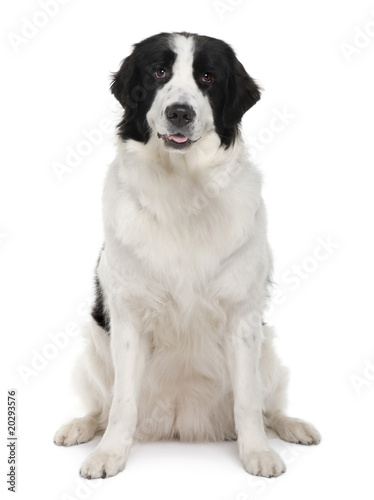 Black and white Landseer dog, 2 years old, sitting