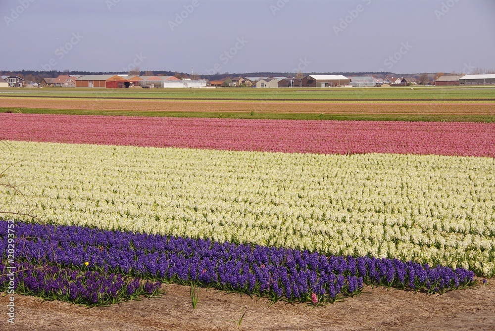 Hyacinth flowers at a nursery