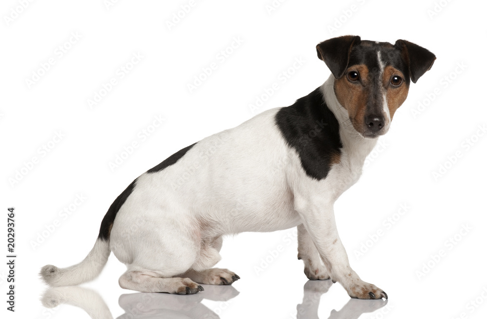 Jack Russell Terrier, sitting in front of white background
