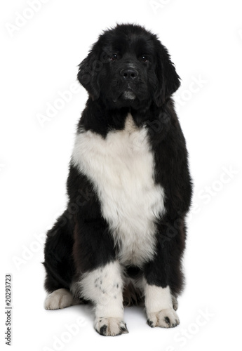 Newfoundland puppy  sitting in front of white background