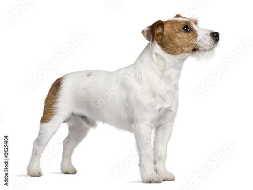 Fototapeta Naklejka Na Ścianę i Meble -  Jack Russell Terrier, standing in front of white background