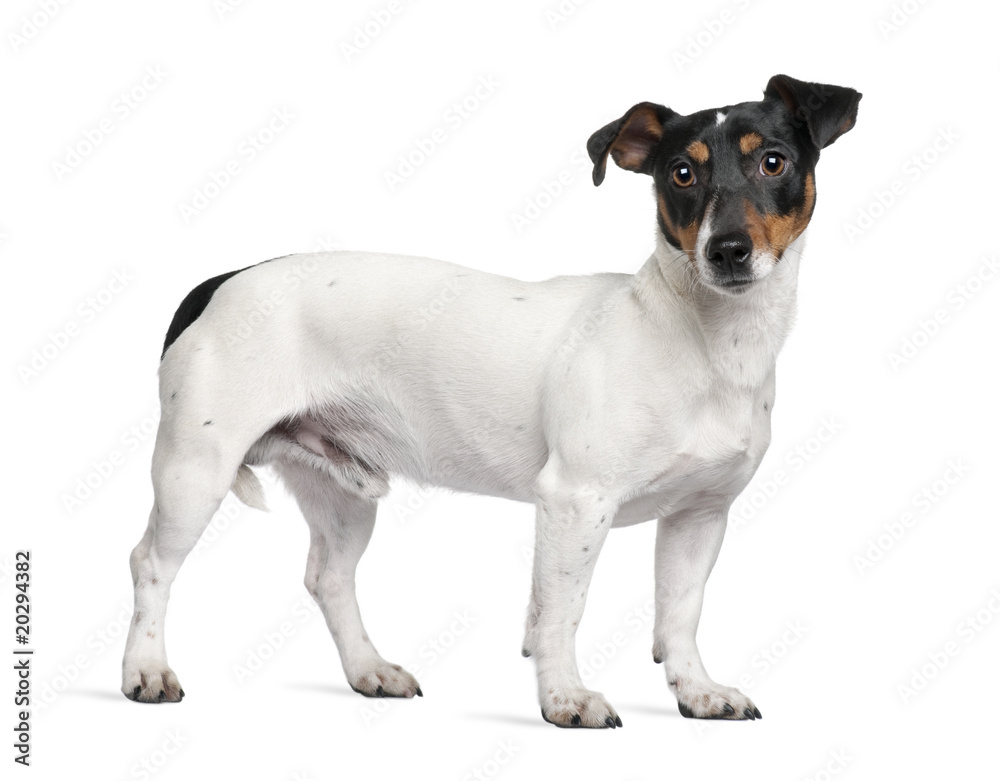 Jack Russell Terrier, standing in front of white background