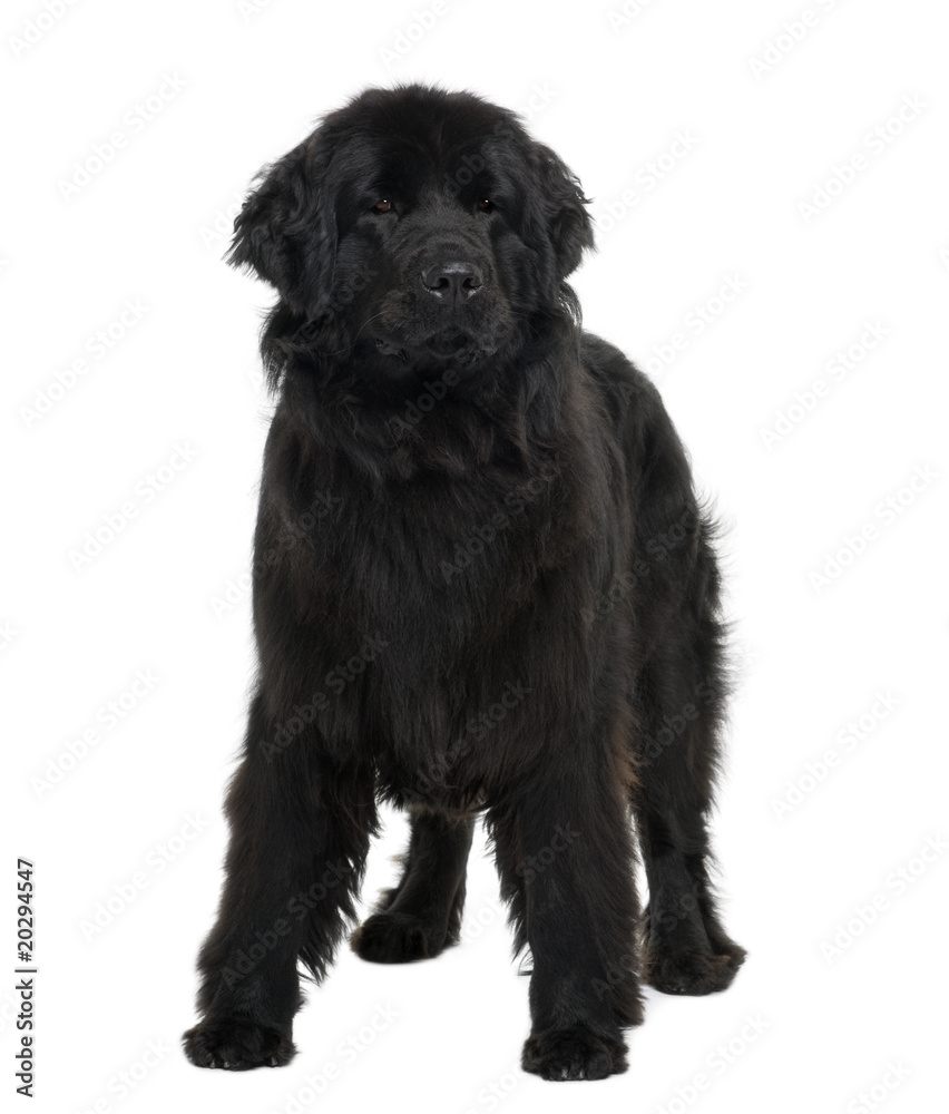 Newfoundland puppy, standing in front of white background Newfoundland puppy, standing in front of white background