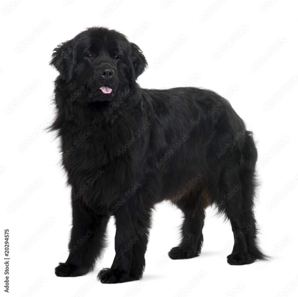 Newfoundland puppy, standing in front of white background Newfoundland puppy, standing in front of white background