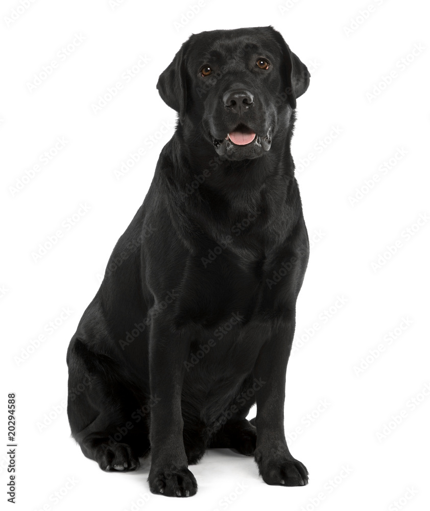 Black Labrador, sitting in front of white background