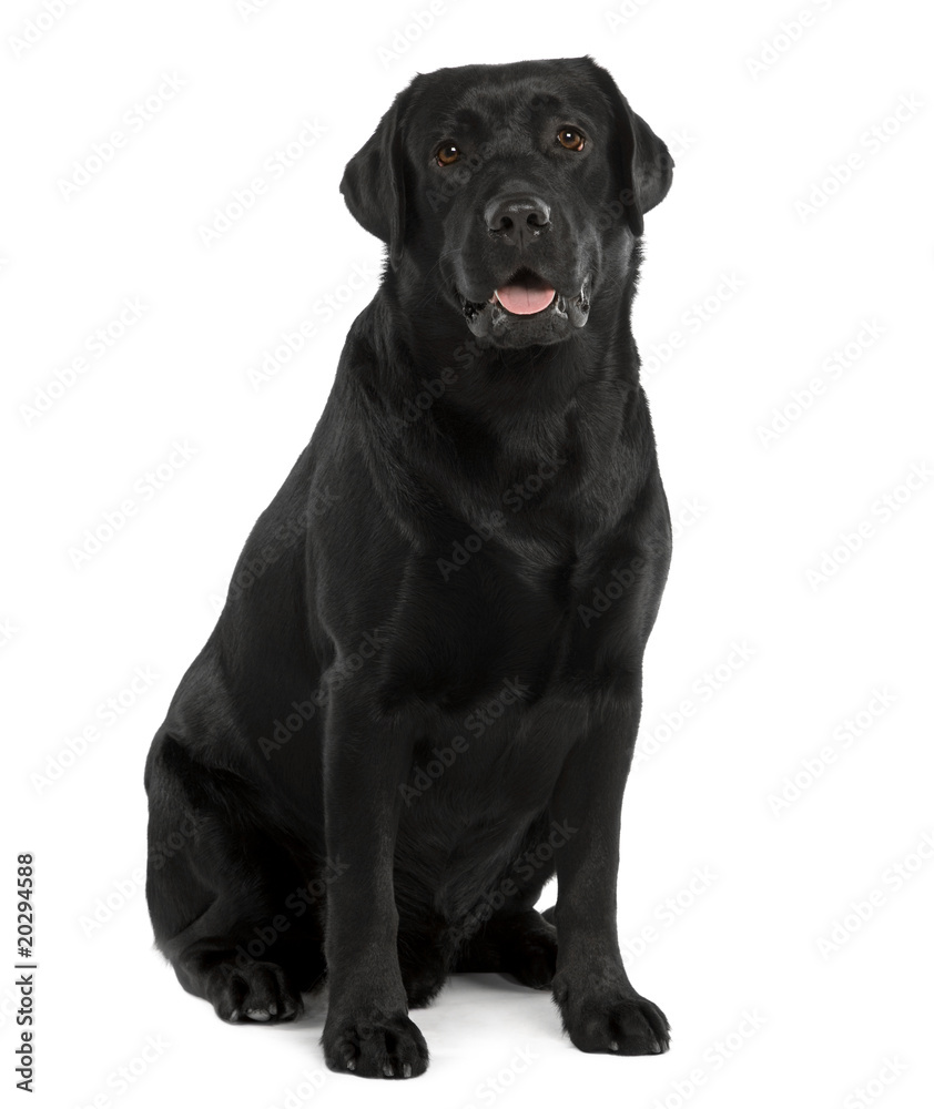 Black Labrador, sitting in front of white background Black Labrador, sitting in front of white background