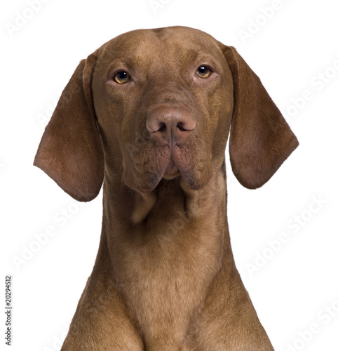 Wallpaper Mural Vizla Dog, 17 months old, sitting in front of white background Torontodigital.ca