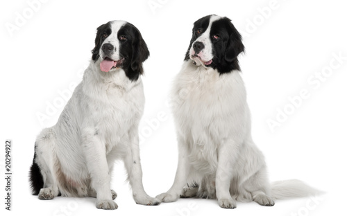 Two Black and white Landseer dogs, sitting