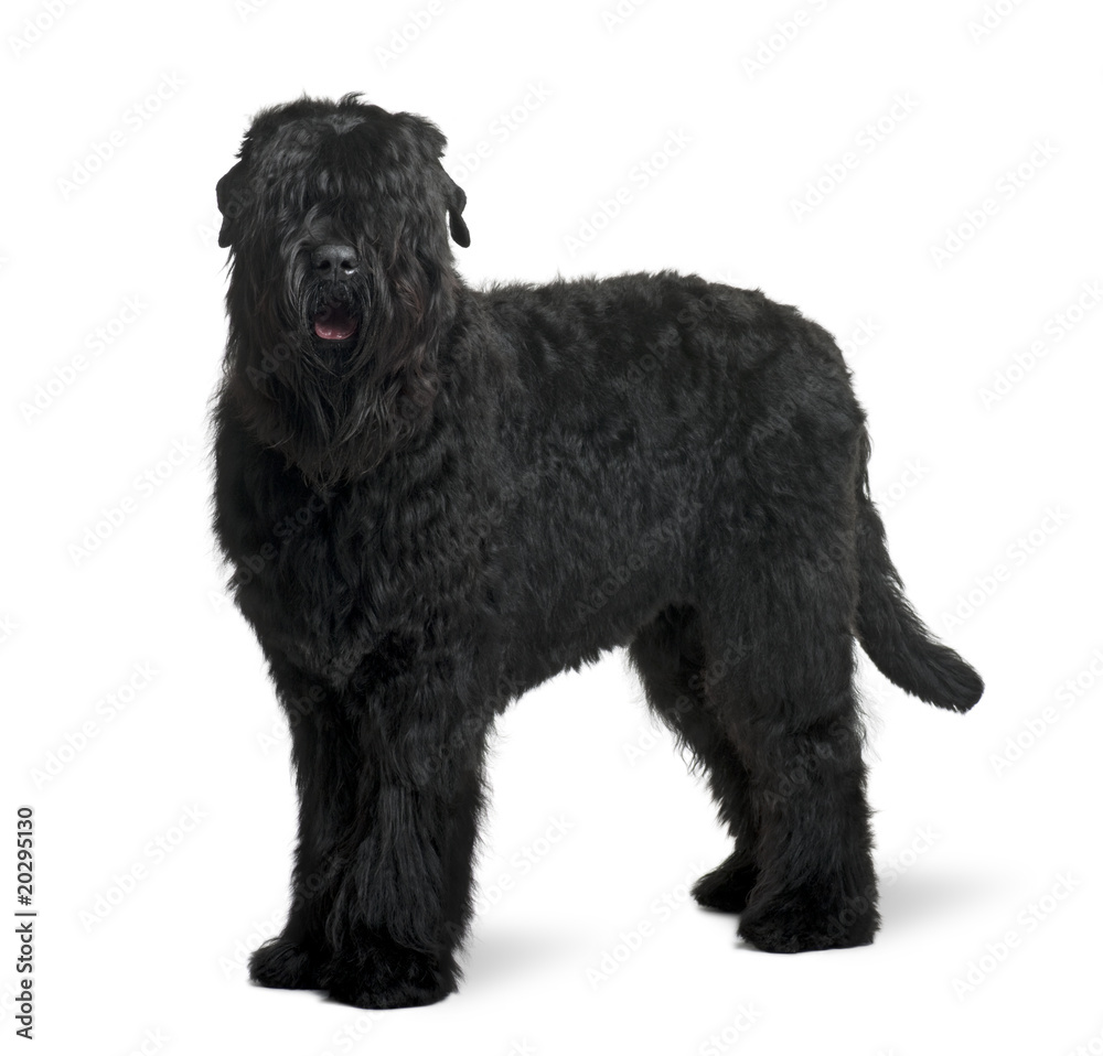 Black Russian Terrier, standing in front of white background Black Russian Terrier, standing in front of white background