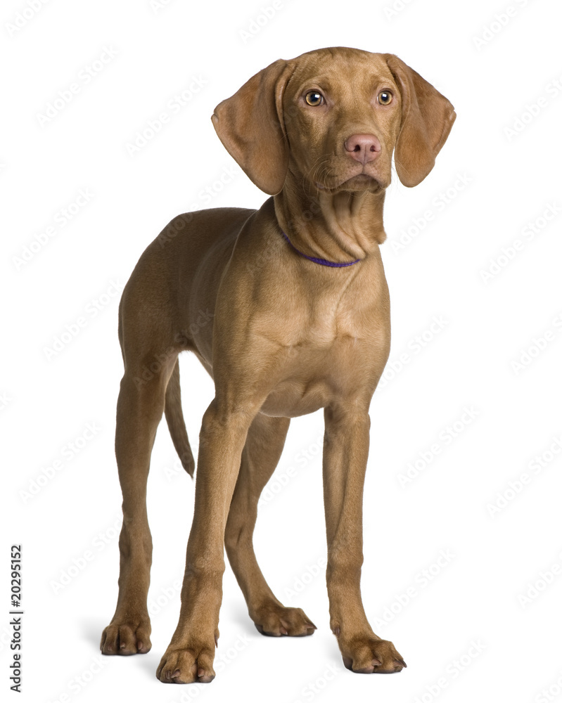 Vizsla dog puppy, standing in front of white background Vizsla dog puppy, standing in front of white background