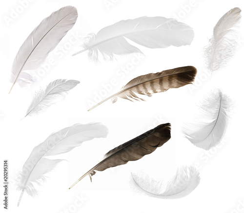 nine isolated feathers
