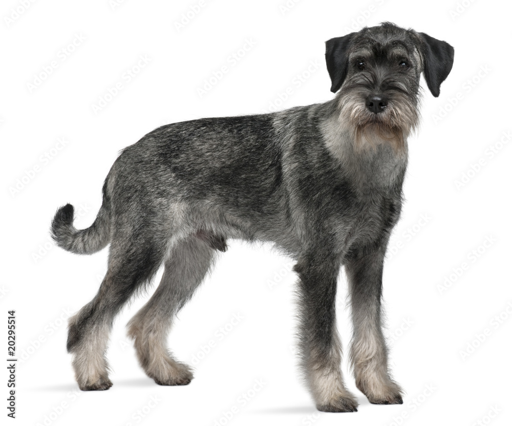 Standard Schnauzer, standing in front of white background Standard Schnauzer, standing in front of white background