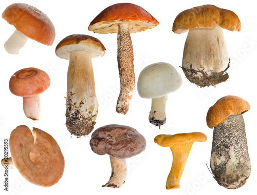 edible mushrooms collection