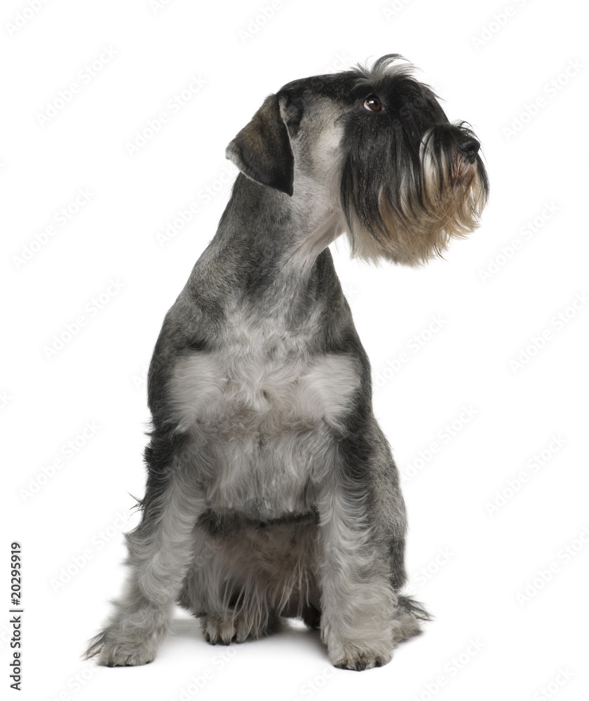 Schnauzer, 2 years old, sitting in front of white background
