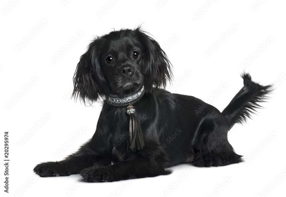 Cavalier King Charles Spaniel, 1 year old, sitting Cavalier King Charles Spaniel, 1 year old, sitting