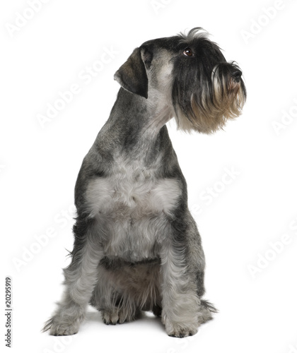 Schnauzer, 2 years old, sitting in front of white background