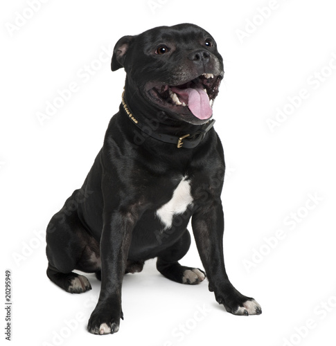Staffordshire Bull Terrier  sitting in front of white background