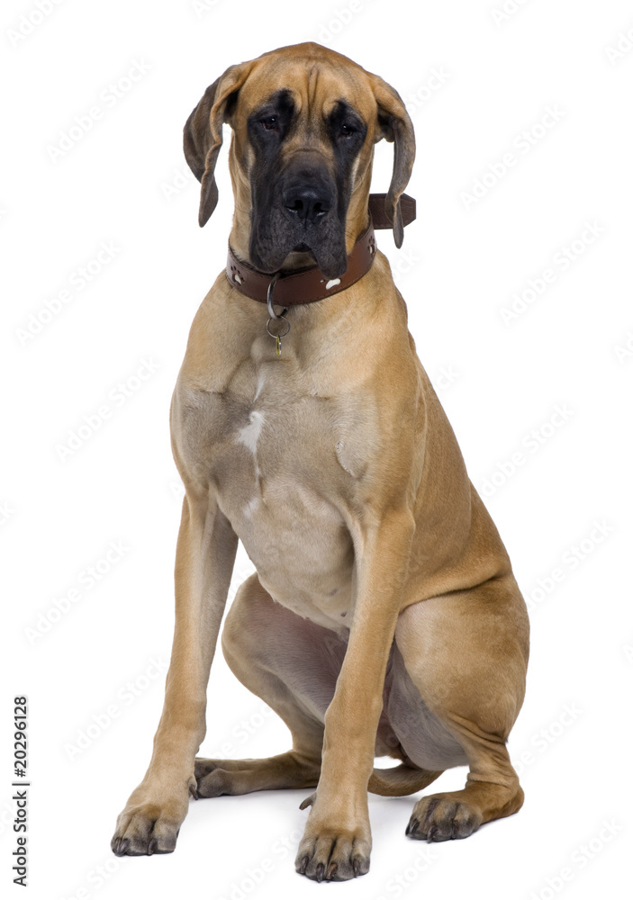 Great Dane, 1 year old, sitting in front of white background Great Dane, 1 year old, sitting in front of white background