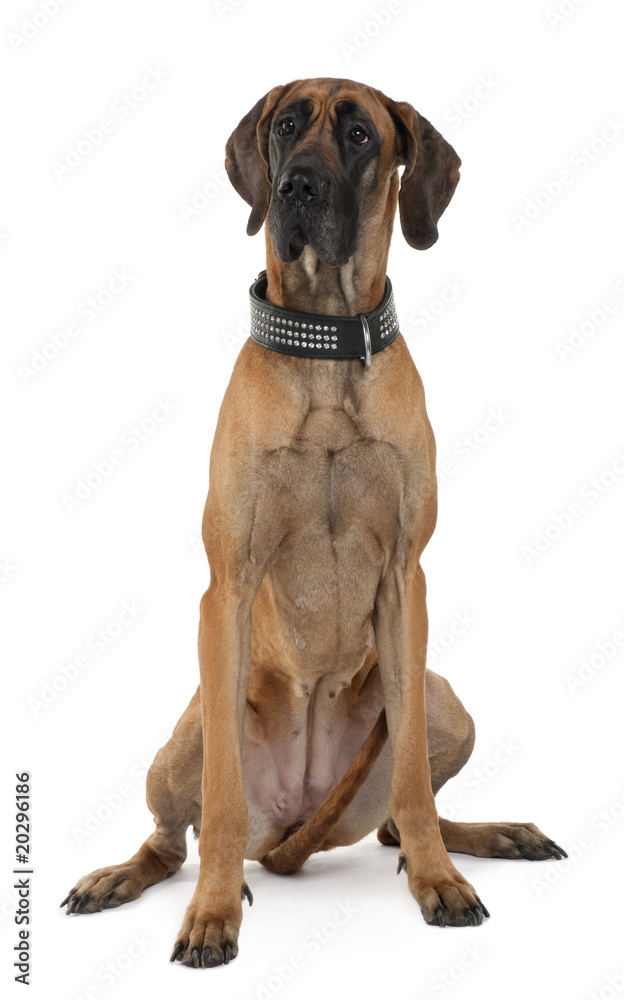 Great Dane, 1 year old, sitting in front of white background