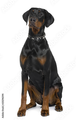 Doberman, sitting in front of white background