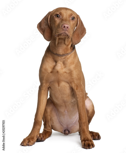 Vizsla dog, sitting in front of white background