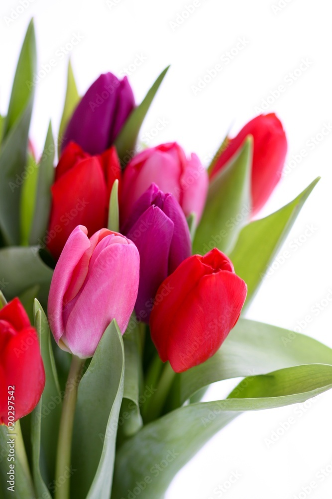 Tulips Tulips