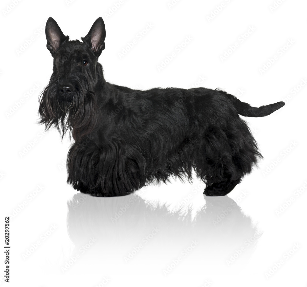 Schnauzer Terrier, standing in front of white background