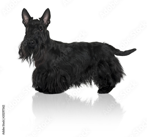 Schnauzer Terrier, standing in front of white background