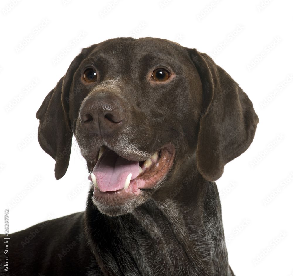 German Shorthaired Pointer dog, in front of white background