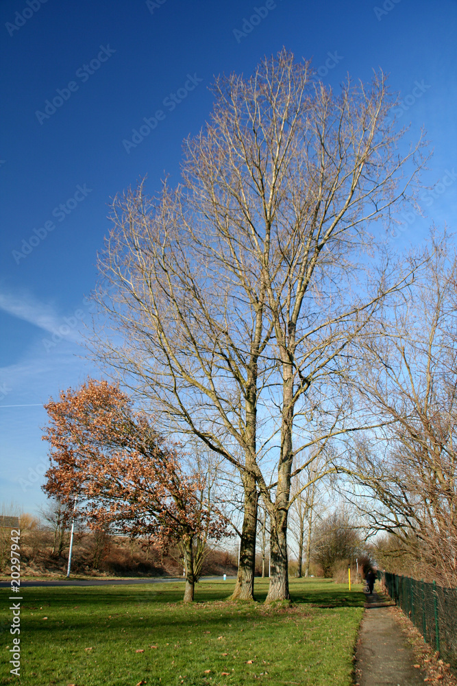 Obraz premium arbre soumis