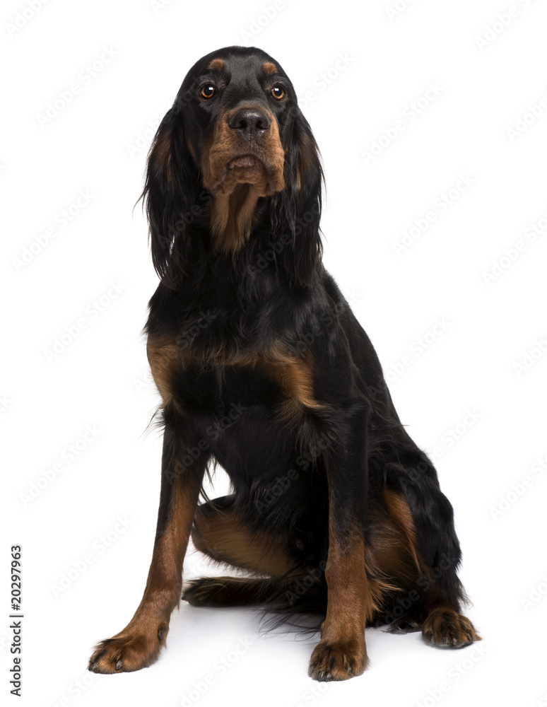 Gordon Setter dog, sitting in front of white background