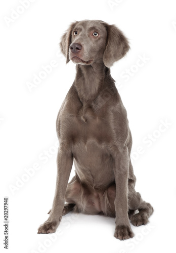 Fototapeta Naklejka Na Ścianę i Meble -  Long-haired Weimaraner dog, sitting in front of white background