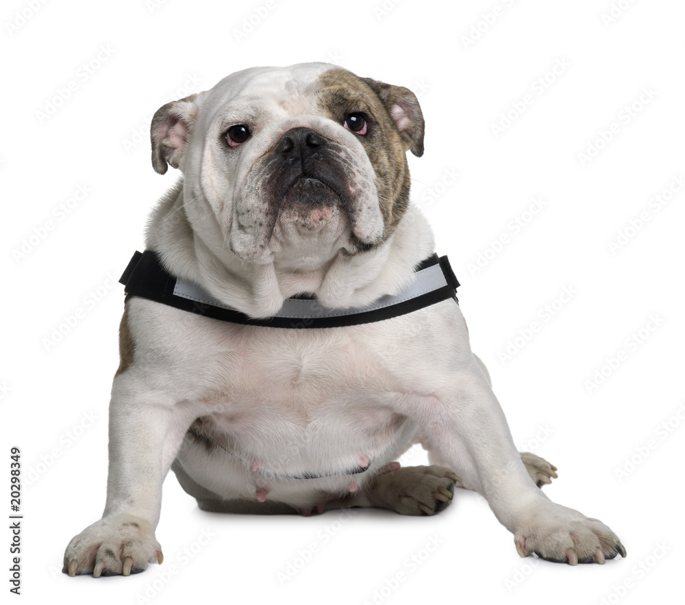 English bulldog sitting in front of white background