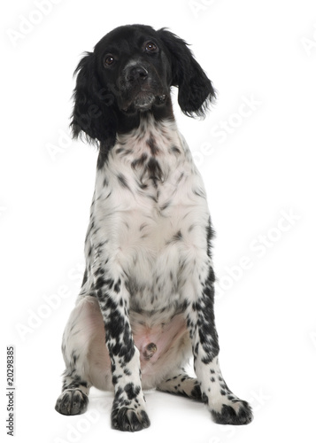 Fototapeta Naklejka Na Ścianę i Meble -  Münsterlander puppy, sitting in front of white background